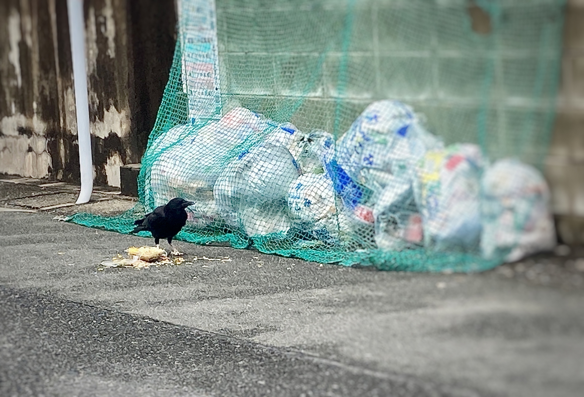 集積場に出せないもの | ブラウン管 捨て方 集積場 : 持ち込みごみの大きさ・数量 – ZIKPZW